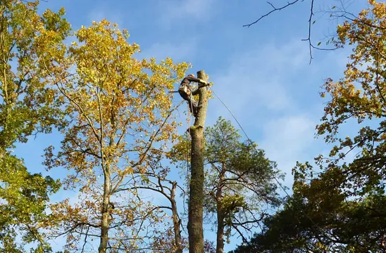 Elagage 49 à Saumur